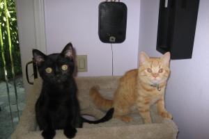 THE ALUMINUM FOIL CAPER So, you think aluminum foil will keep cats out of your planters? Well, think again.