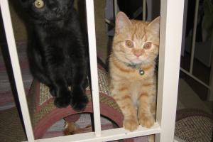 THE CRIME PARTNERS JAIL --INCATCERATED Meowmuh says we are true partners in crime.