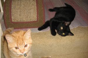 RELAXING BEFORE PLAYING -- BEFORE HE CUT MY EYE!! We were just playing; Inkee-Bear didn't mean to cut my eye.