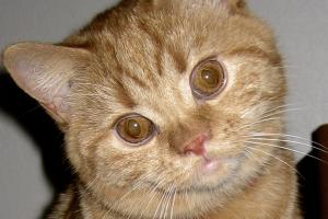 Hi! It's me when I was a kitten. I'm a straight-eared Scottish Fold.