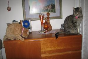 BIG BROTHER TIGGER SHOWS ME THE COOLEST PLACES TO CAT-WATCH. My big brother shows me the coolest places to cat-watch.