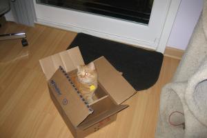 It is my feline duty to explore every box.