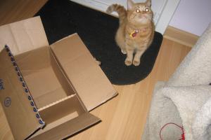 SAFETY COLLAR, MICROCHIP & ID TAGS If I ever get lost, I hope my tags and chip will get me back home.