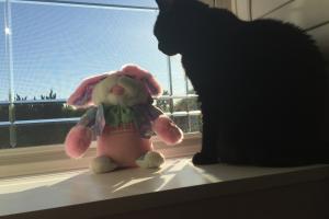 THE WAPPIN' WABBIT No wabbit I know is pink, wears shades 'n raps.