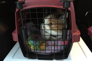 NO VACCINES TODAY, NOT 4 ME!!! No, no...I don't want 2 go to 2 get a vaccine!!