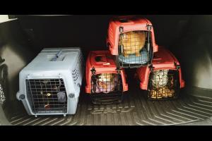 We have our 'going to the vet' faces on.