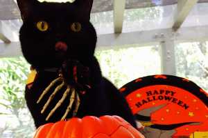 Yum,  treats!