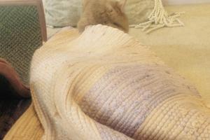 GRACEE HIDES Gracee usually sleeps on TOP of the orange rug but sometimes, she sleeps UNDER it.