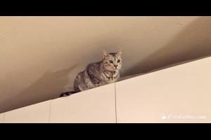 I scaled Mount White Cabinets and reached the summit!