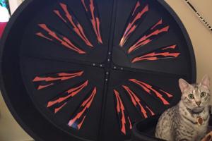 SPIRIT AND HIS EXERCISE WHEEL Gettin' ready to do my cardio on my exercise wheel.