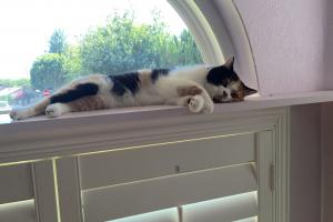 CALICO PATCHES See my patches? That makes me a calico.