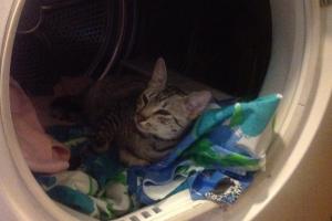 Look, Meowmuh. This is a great place to take a nap! Meowmuh answered the phone and I found a new nap spot.