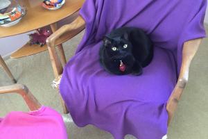 BLACK CAT OWNS PURPLE CHAIR COVER The purple cover is mine no matter which chair it is on.