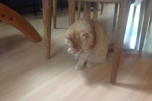 I GROOM FOR MANY REASONS, MANY TIMES DURING THE DAY & NIGHT I groom after I eat, before AND after naps, after I am petted or held, when I am upset...