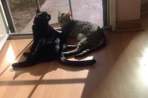 TRIPLE DUTY: SUNNING, WATCHING & NAPPING TRIPLE DUTY: SUNNING, WATCHING & NAPPING