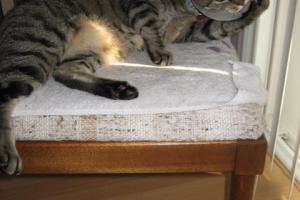 CAN YOU GROOM WITH A NECK CONE ON? CAN YOU GROOM WITH A NECK CONE ON?