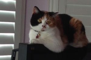 MY TV PERCH TV PERCH