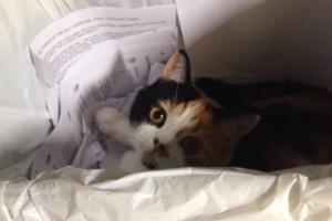 HI!! IT'S ME! HIDING, HELPING IN THE WASTEBASKET. Working in the wastebasket.
