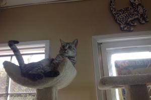 KING SPIRIT AT THE 'TOP OF THE MOUNTAIN' -- ER, CAT TREE Watching the game from my perch.