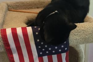 Is this the star spangled thing?