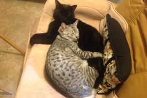 A cat nap TOGETHER is always somehow better....