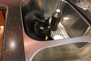 Need to use this?  Am I in troub?