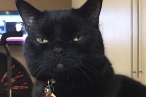 Were we supposed to get special treatment on International Cats' Day