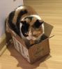 Yep, I'm wearin' this box.