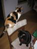 Sharing a chair with big bro & 'showing off' my calico patches.